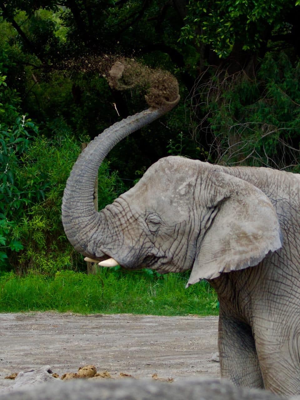 Un elefante con la trompa en alto, entre el verde
