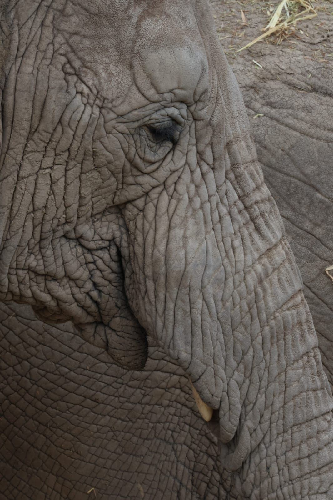 El ojo de un elefante, de cerca