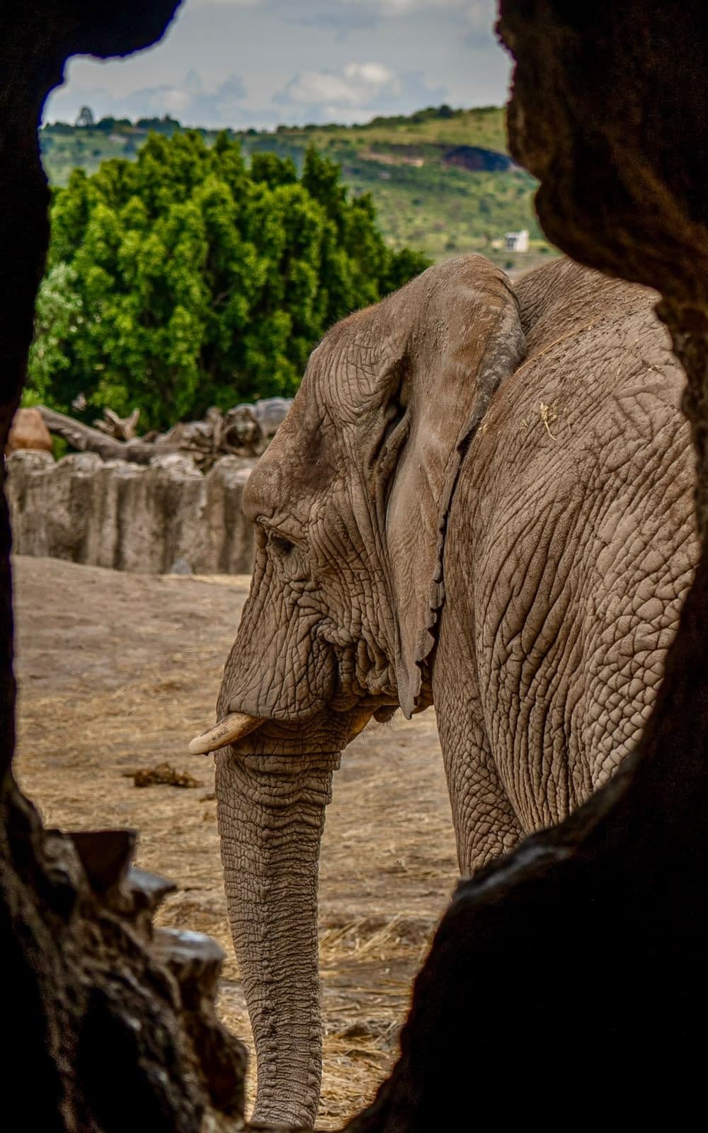 Un elefante enmarcado por el kopje de roca