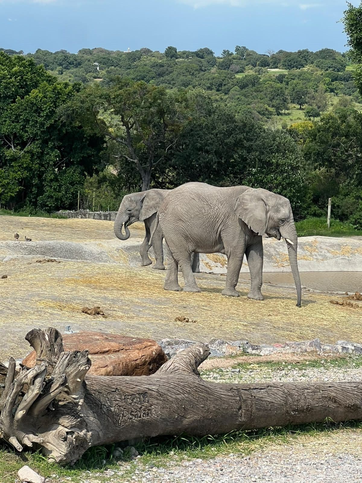 Dos elefantes en el llano, junto a los troncos