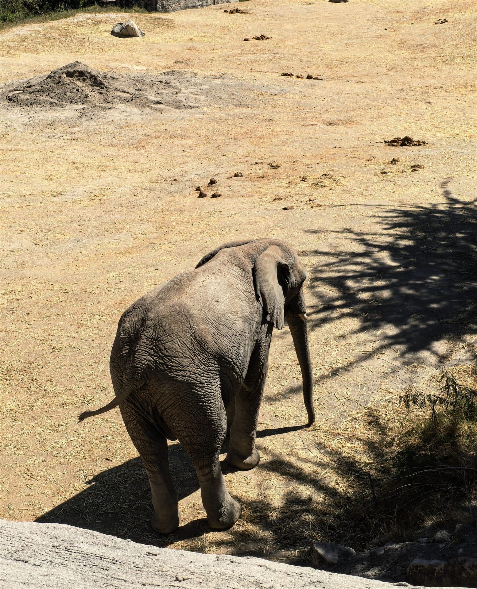 Un elefante bajando la loma, visto desde el mirador