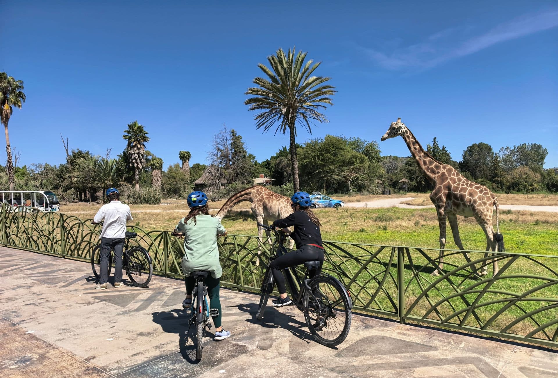 El equipo en bici junto a la cerca, con dos jirafas enfrente