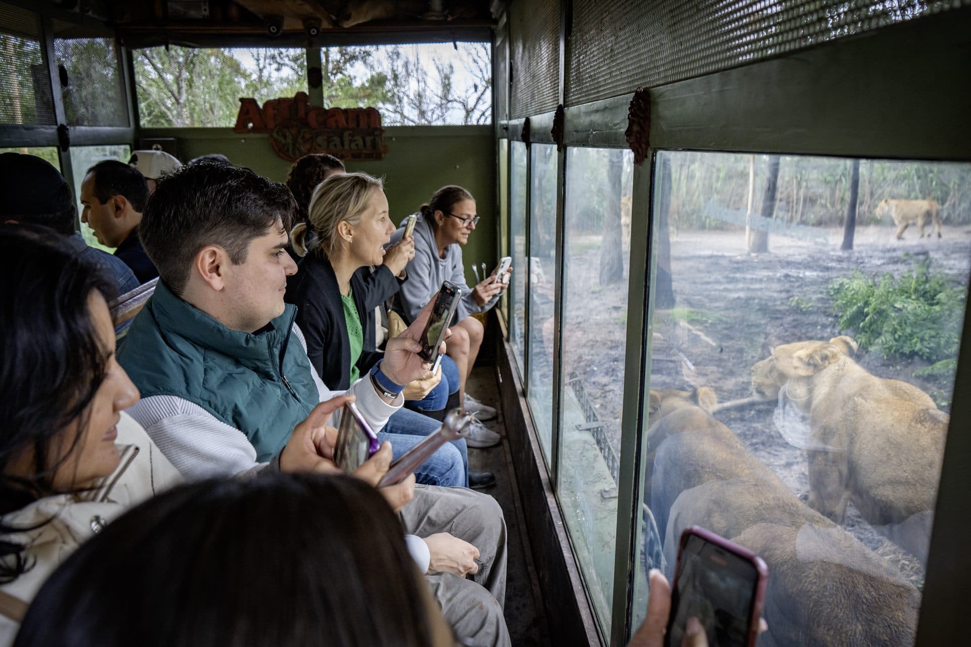 El grupo dentro del vehículo del safari, con las leonas del otro lado del cristal