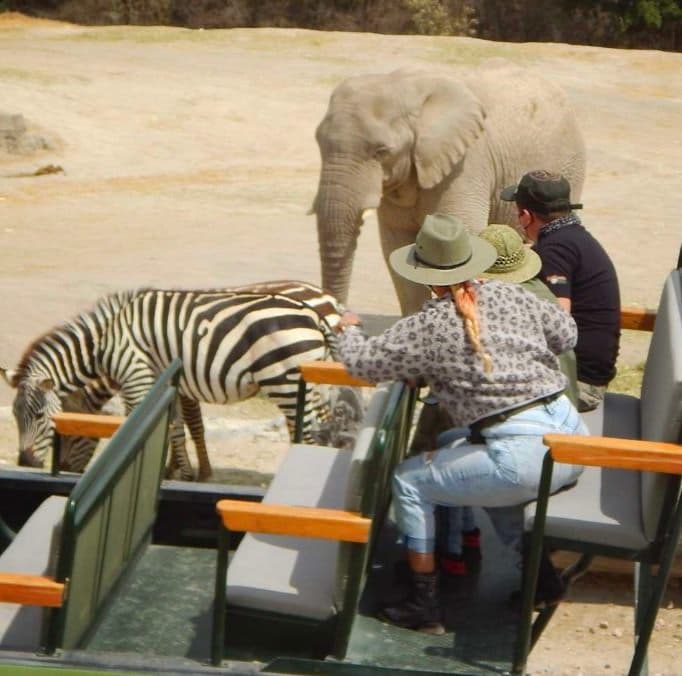 Desde el 4x4, a la altura de la cebra y el elefante