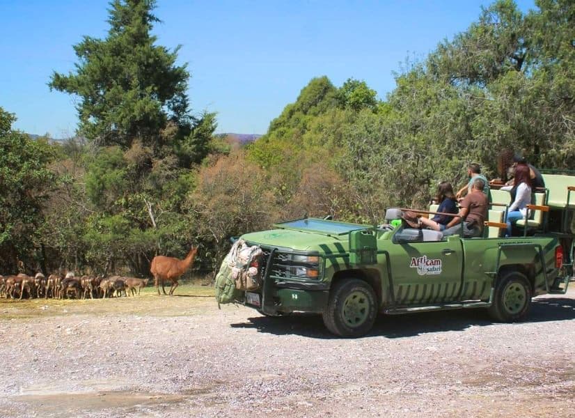 El 4x4 abierto entre los antílopes