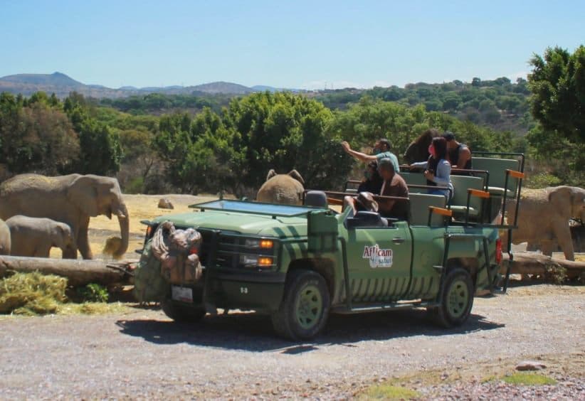 Dos 4x4 detenidos, con los elefantes detrás