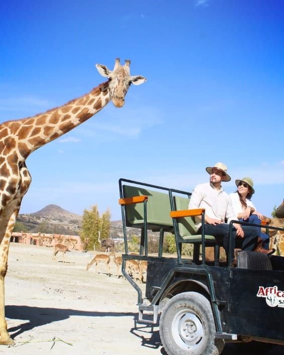 La jirafa de cerca, desde el asiento del 4x4