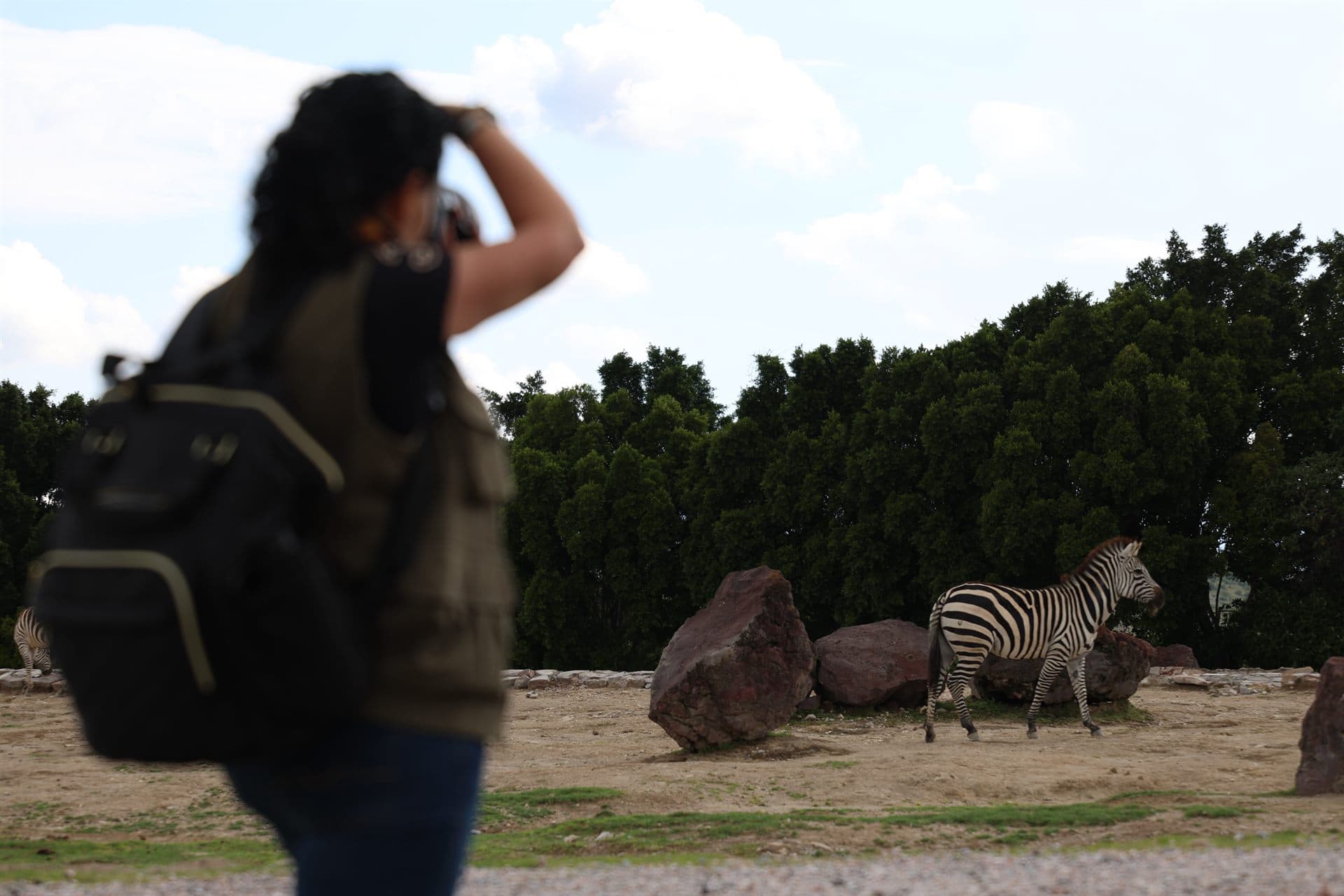 Participante fotografiando una cebra a campo abierto
