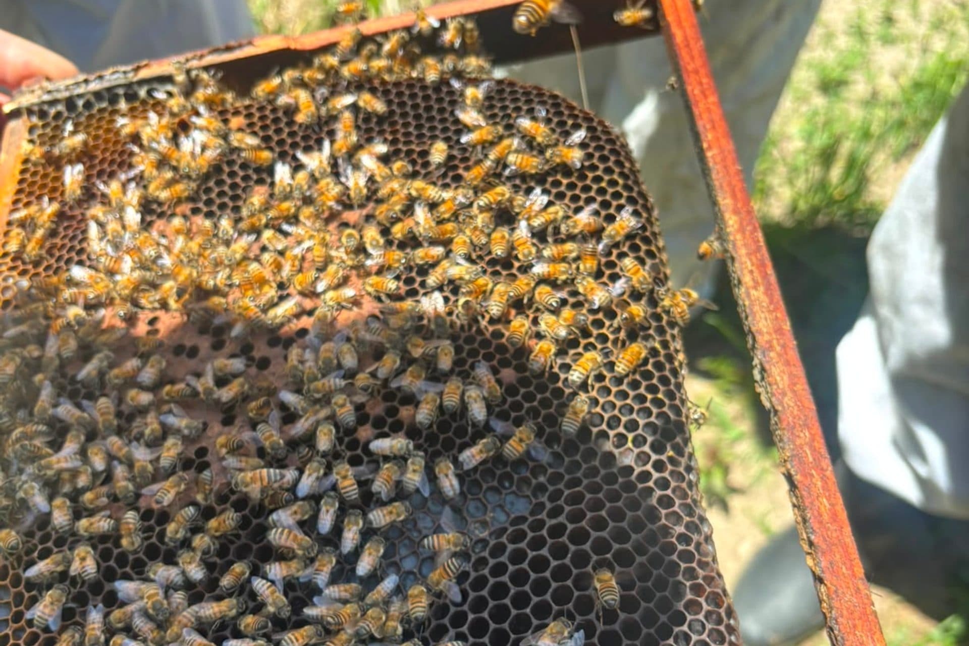 Un marco recién sacado, cubierto de abejas sobre la miel operculada