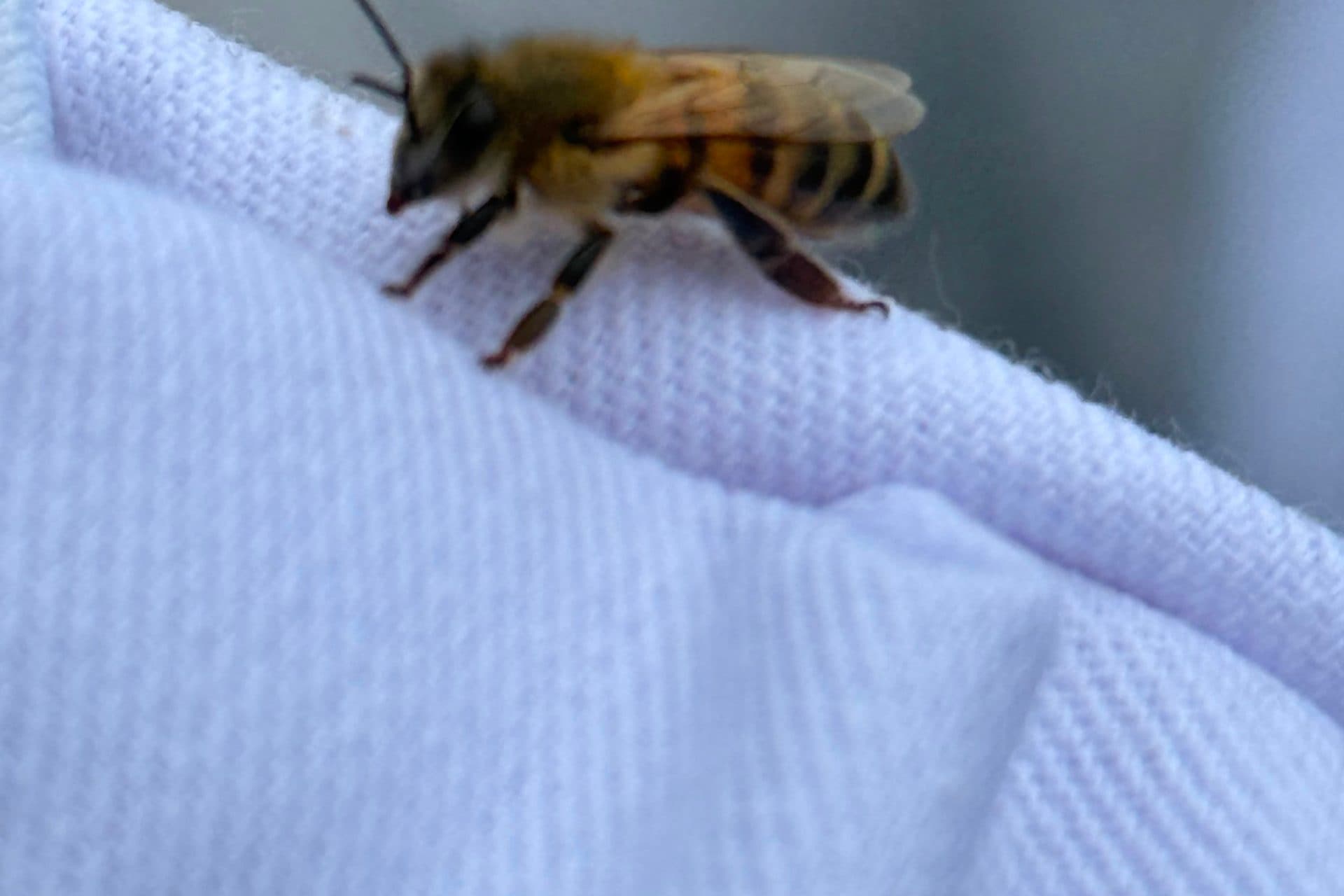 Una abeja posada en la manga del traje de protección