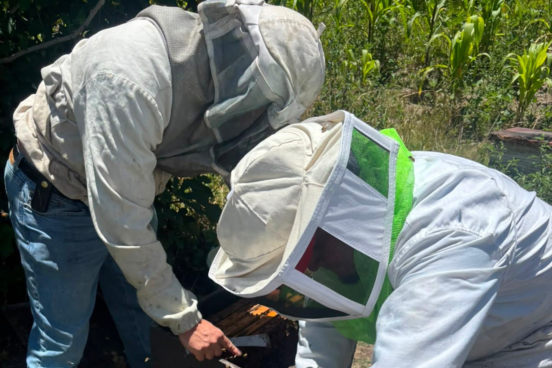 Dos personas trabajando la colmena abierta, con la herramienta en la mano