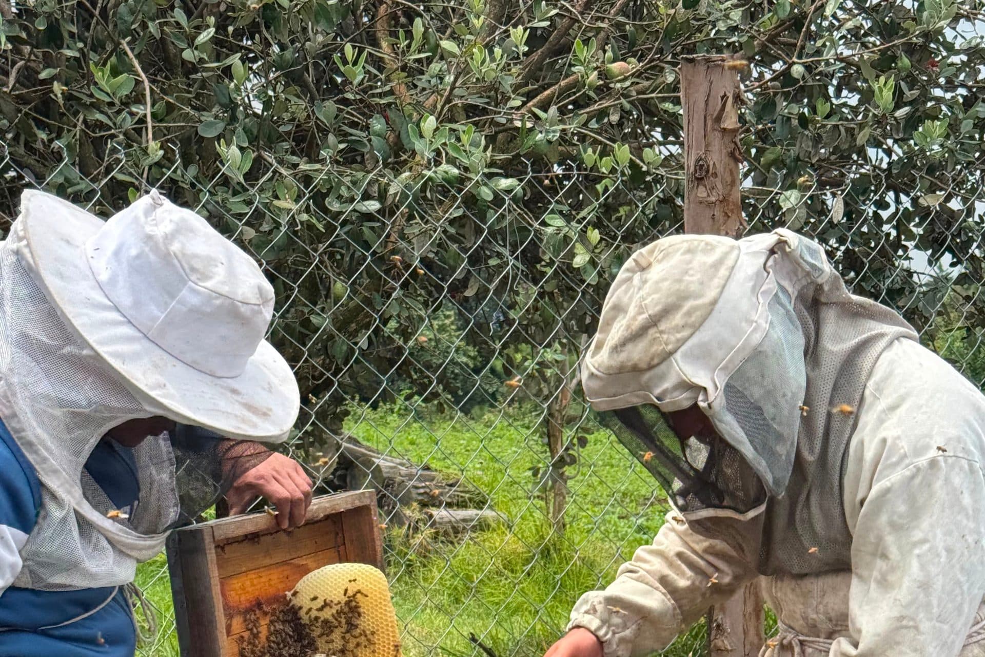 Dos participantes revisando un marco al borde del apiario