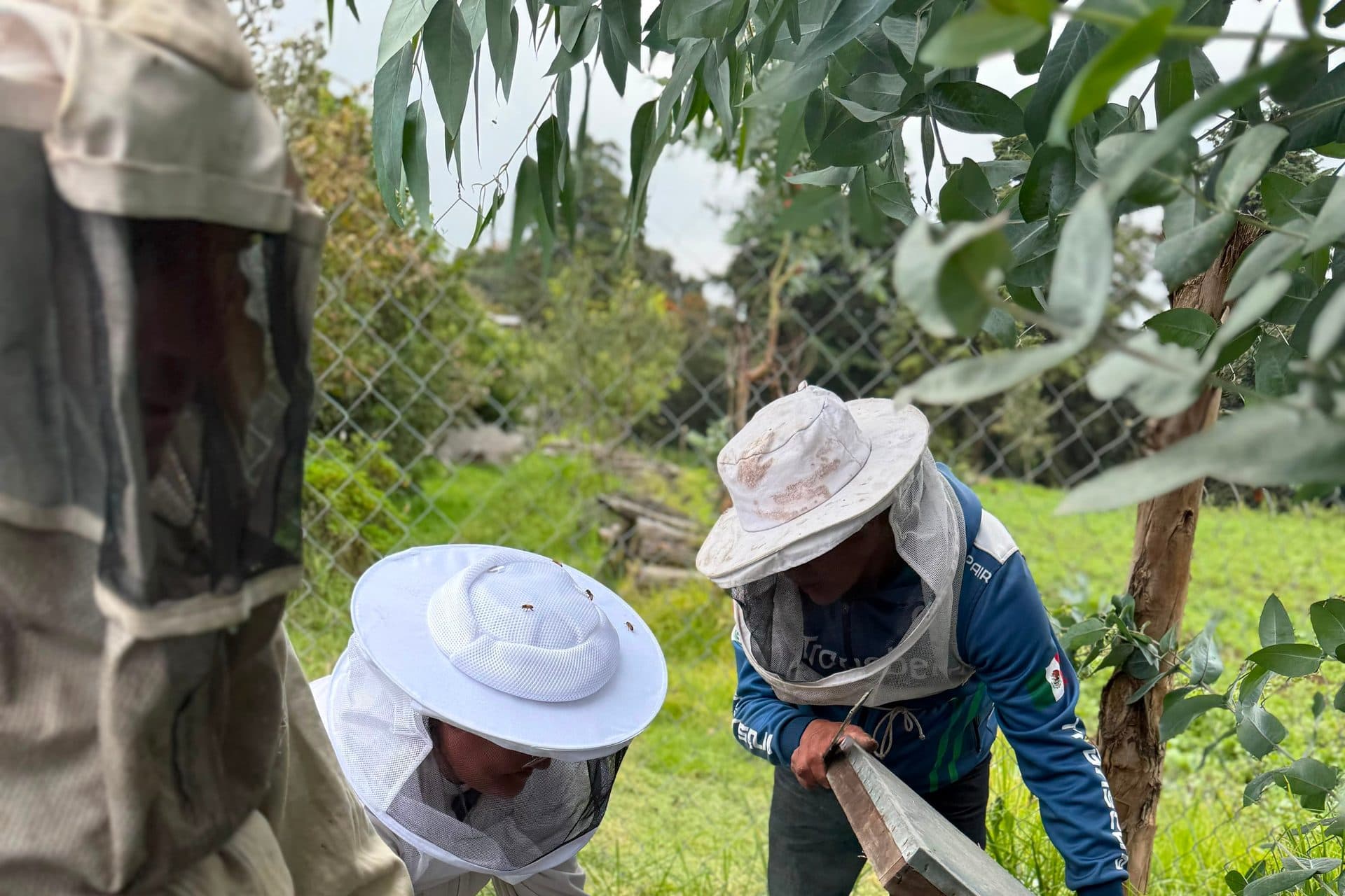 Trabajando la colmena junto a la cerca del apiario