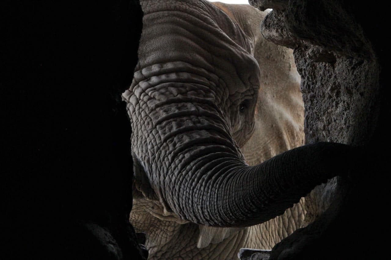 La trompa de un elefante recortada contra la sombra