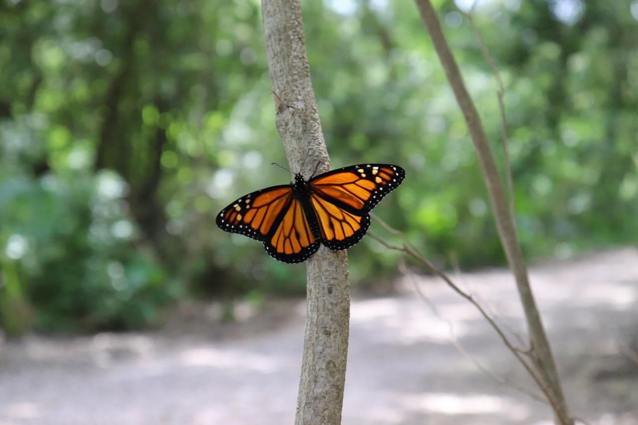 Una mariposa monarca posada en una rama