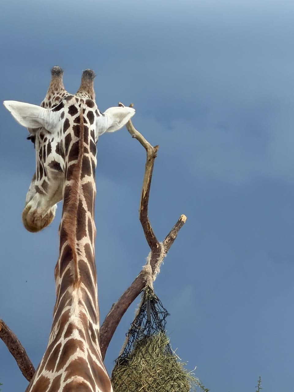 Una jirafa contra el cielo, con las garzas encima