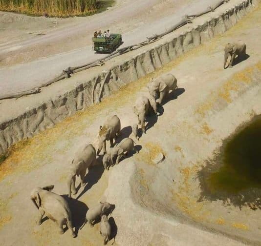 El panorámico desde el aire, con los elefantes en fila al agua