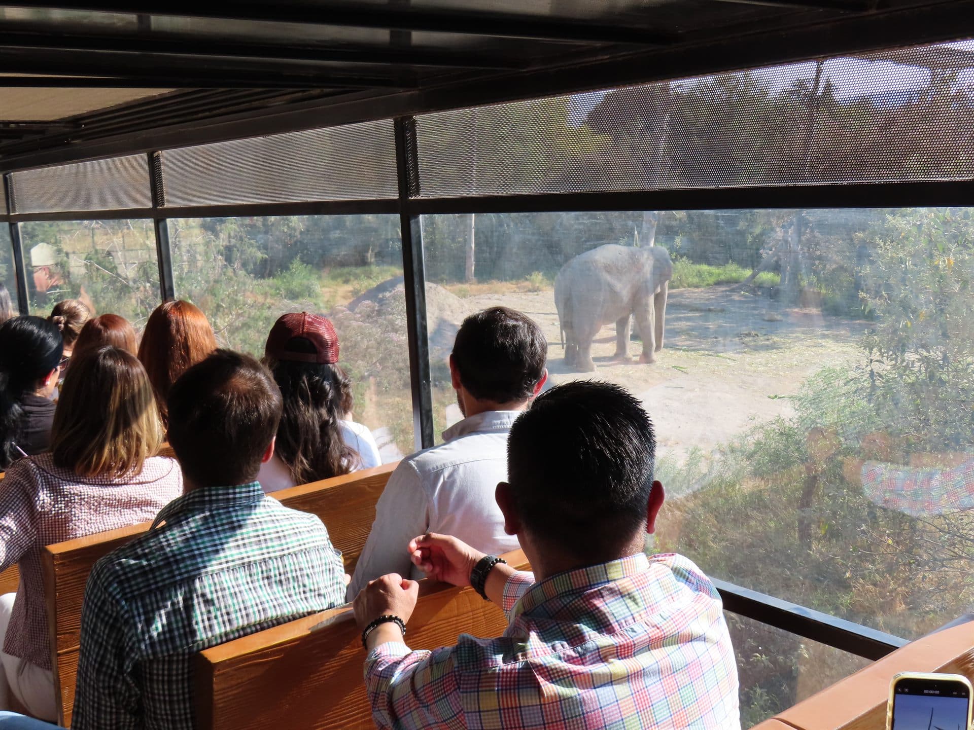 Desde adentro: un elefante al otro lado del ventanal