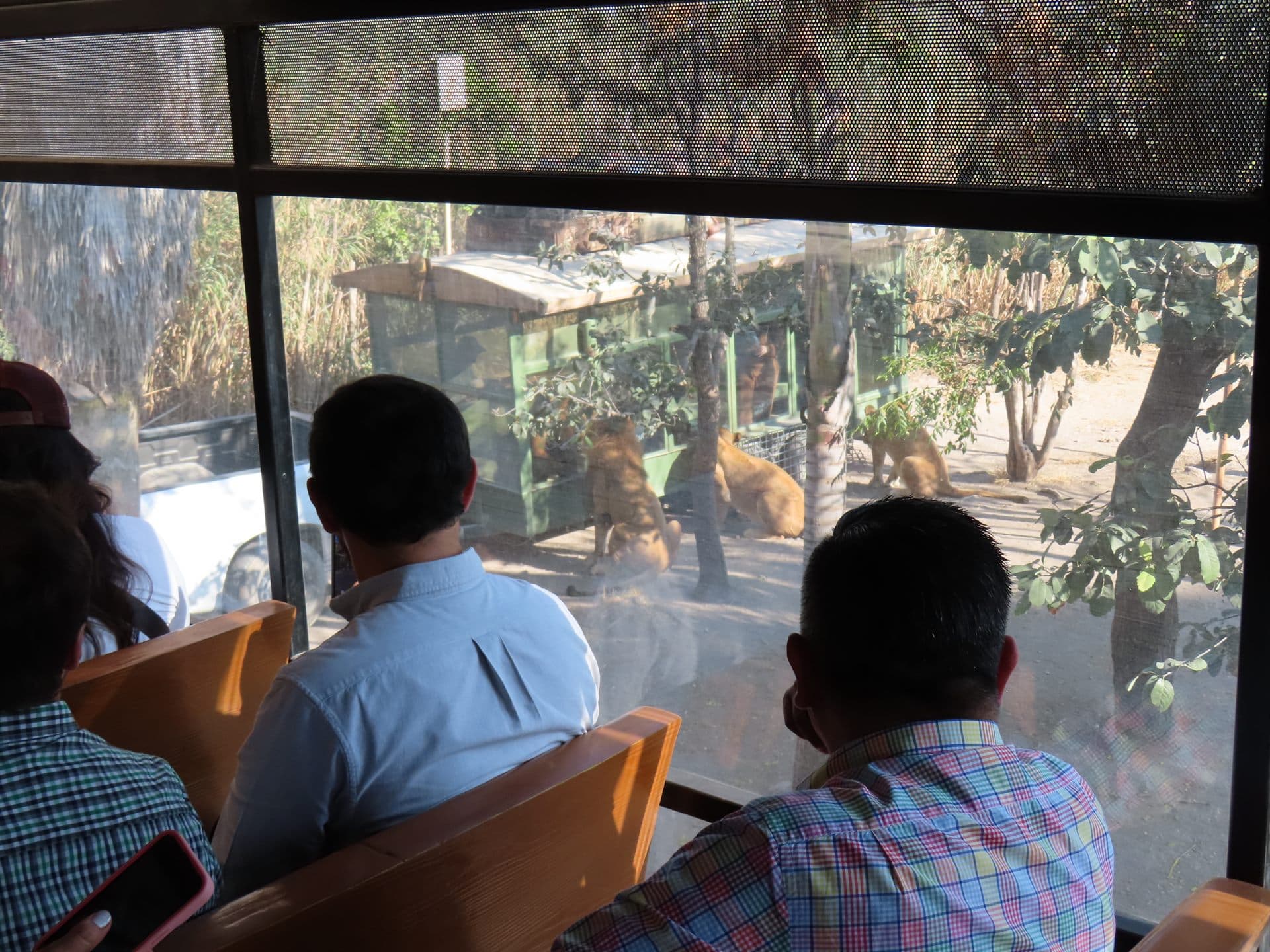 Los leones, vistos desde el autobús