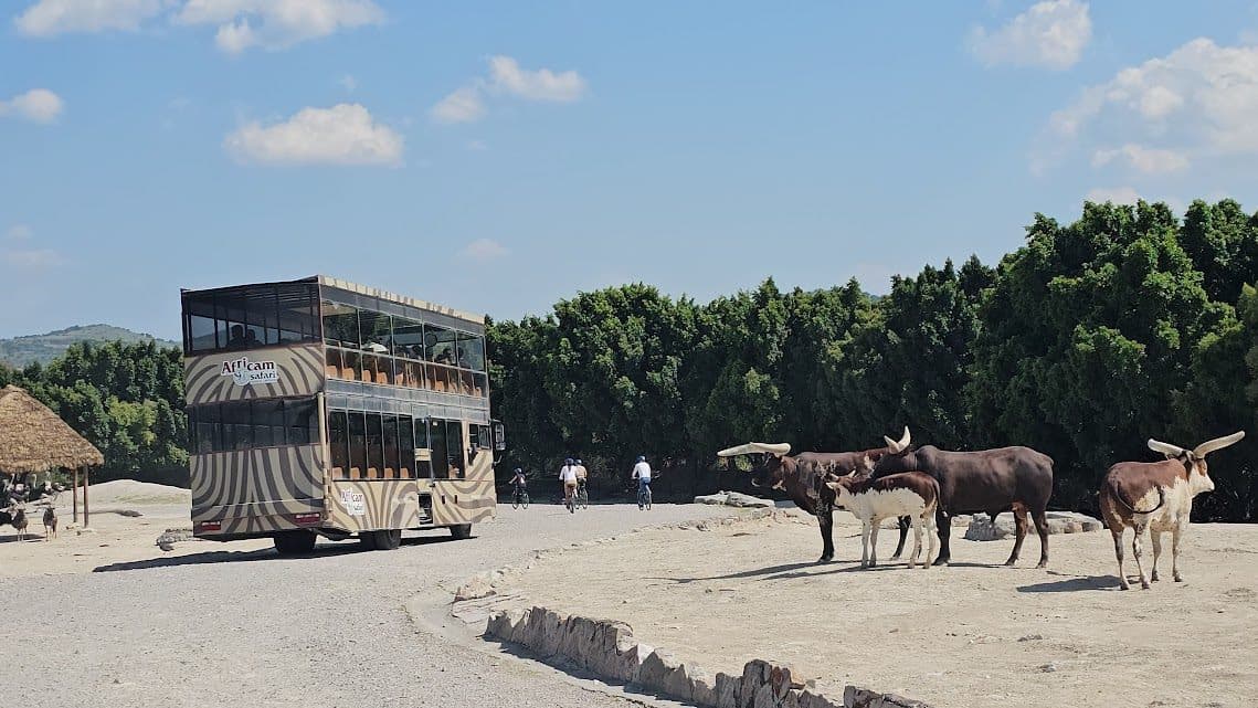 El autobús panorámico en el llano, entre los antílopes