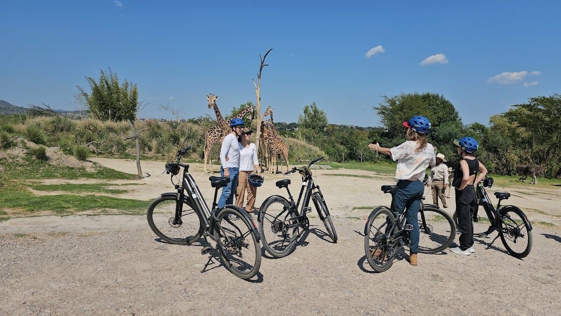 El grupo en bici, con las jirafas detrás