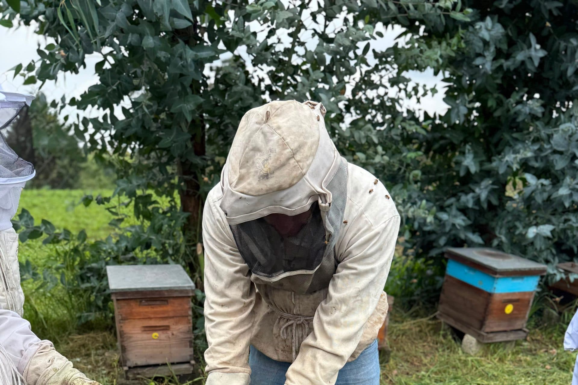 El apicultor entre las cajas del apiario