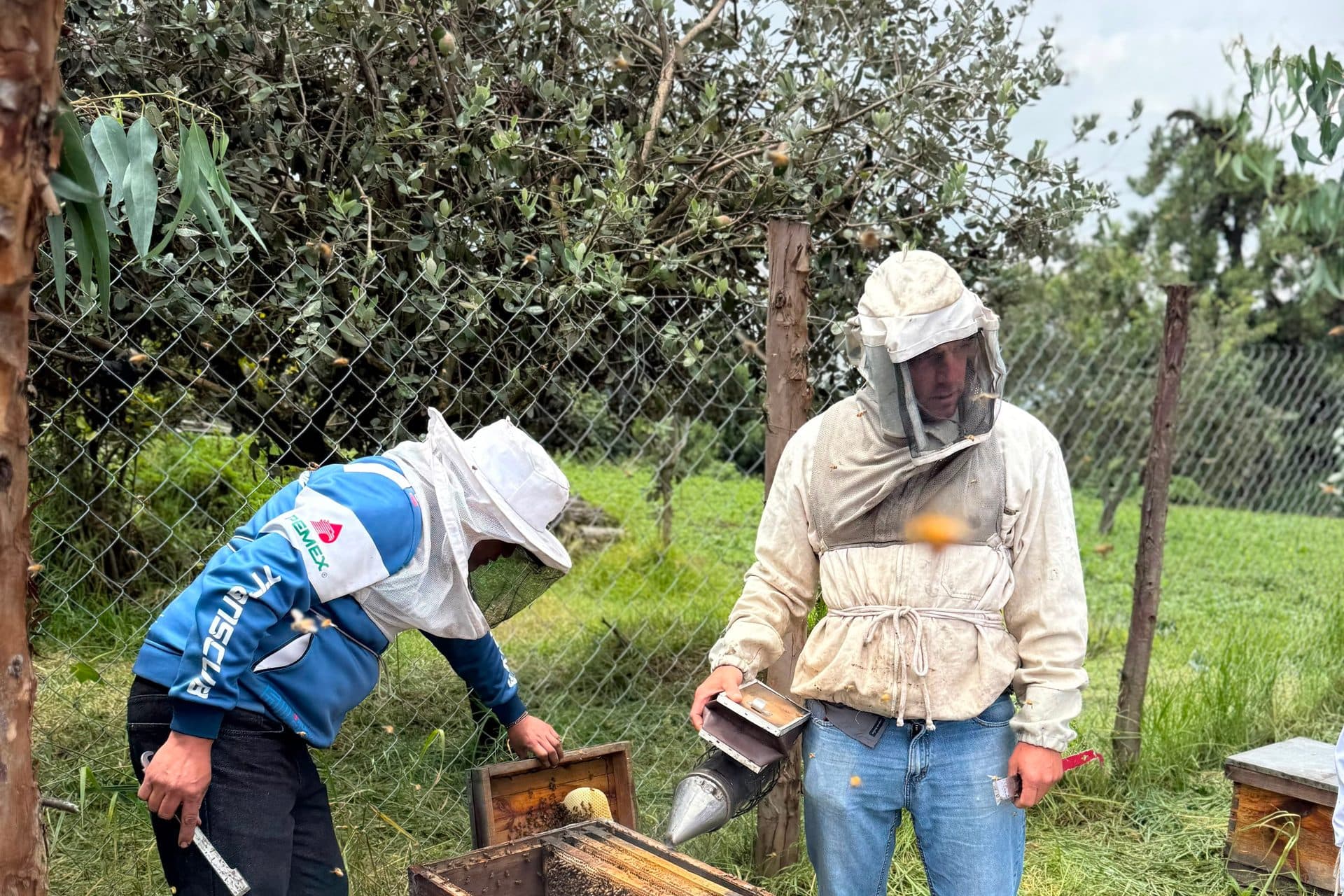 Dos personas abriendo una colmena, con el ahumador en la mano