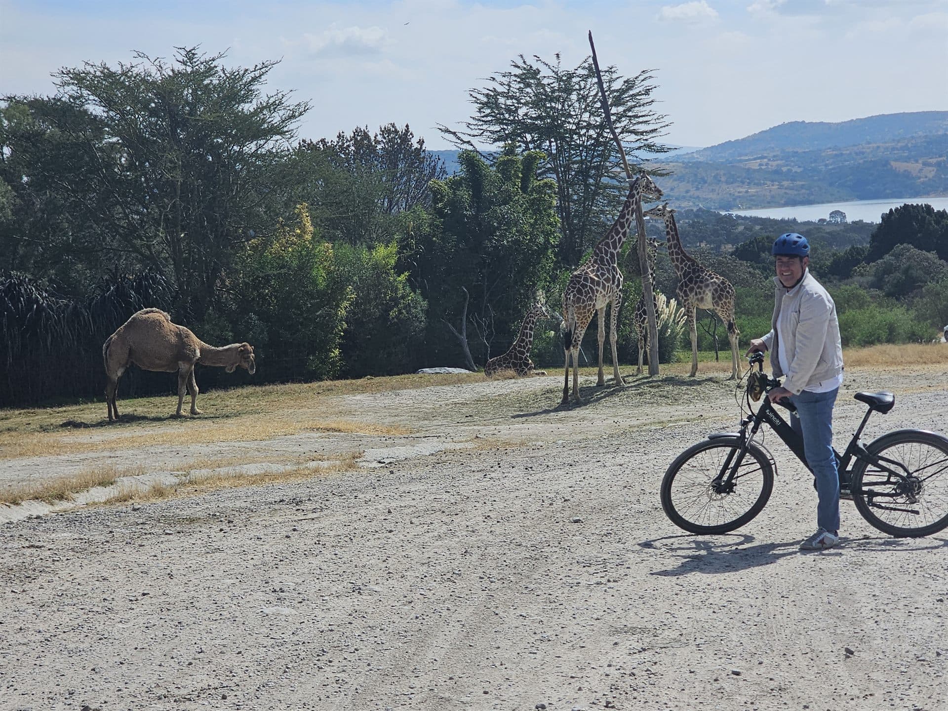 Alto en el recorrido, entre el camello y las jirafas